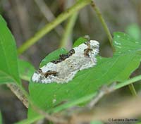 Ligdia adustata