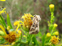 Luperina dumerilii