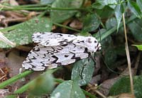 Lymantria monacha femmina