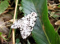 Lymantria monacha femmina