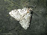 Lymantria monacha maschio