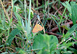 Lythria purpuraria
