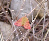 Lythria purpuraria
