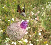 Macroglossum stellatarum