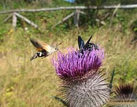 Macroglossum stellatarum