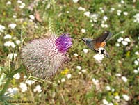 Macroglossum stellatarum