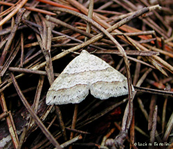 Mesotype parallelolineata