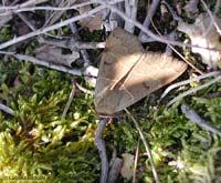 Minucia lunaris