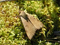 Minucia lunaris