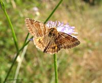 Euclidia glyphica