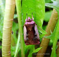 Noctuidae Ochropleura sp.