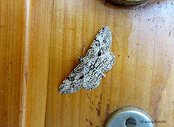 Geometridae: Peribatodes sp.
