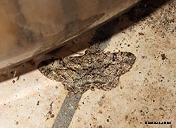 Geometridae: Peribatodes sp.