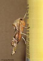 Phlogophora meticulosa