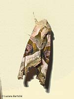 Phlogophora meticulosa