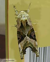 Phlogophora meticulosa