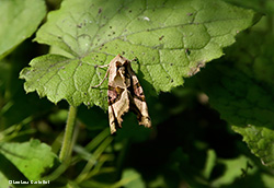 Phlogophora meticulosa