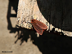 Falena di color ruggine - Phragmatobia fuliginosa