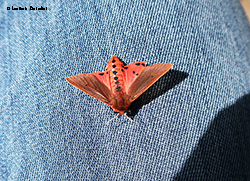Falena di color ruggine - Phragmatobia fuliginosa