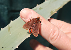 Falena di color ruggine - Phragmatobia fuliginosa
