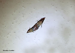 Plodia interpunctella