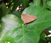 Polypogon plumigeralis