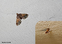 Pyralis farinalis