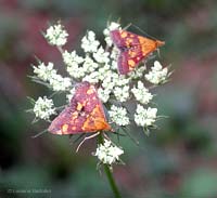 Pyrausta purpuralis