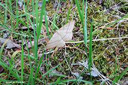 Rhodostrophia vibicaria