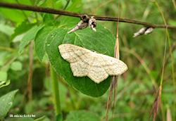 Scopula nigropunctata