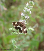 Tyta luctuosa