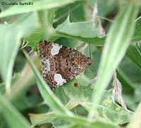 Tyta luctuosa