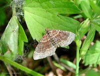 Xanthorhoe sp.