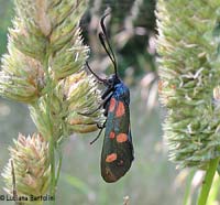 Zyganea filipendulae 