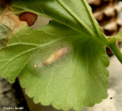crisalide matura di Chrysodeixis chalcites