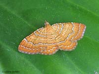 Camptogramma bilineata