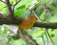 Camptogramma bilineata