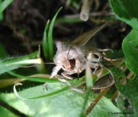 Mythimna pallens