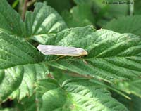 Eilema griseola