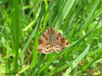 Euclidia glyphica