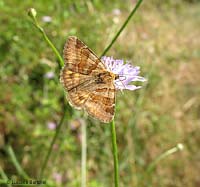 Euclidia glyphica