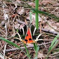 Euphlagia Quadripunctaria