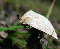 Piccola Falena bianca Crocallis elinguaria