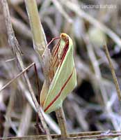 Geometridae: Rhodometra Sacraria