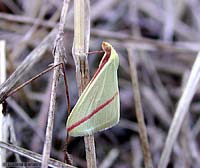 Rhodometra Sacraria