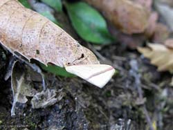 Rhodometra Sacraria