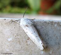Spilosoma lubricipeda