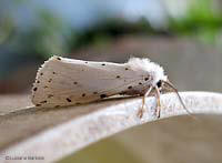 Spilosoma lubricipeda
