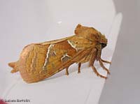 Triodia sylvina