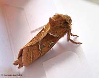 Triodia sylvina